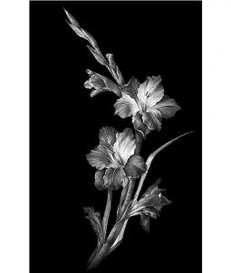 Gravírovaná květina - kosatec